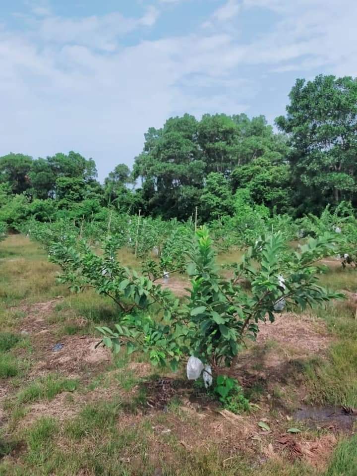 10 Jun 2021 Khamis Daerah Melaka Tengah - Pengarah FAMA Negeri