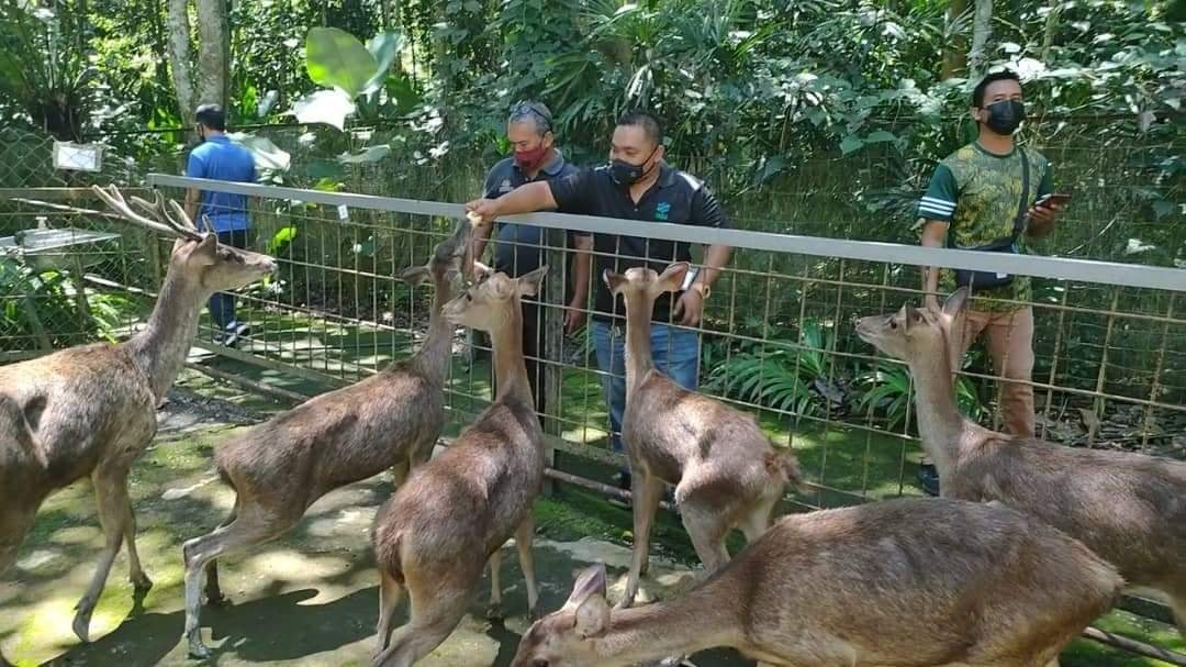 26 Jun 2021 |Sabtu | Lanchang, Temerloh Pahang - FAMA Negeri Pahang hari ini telah menyumbangkan hampir 2 metrik tan sayur dan buah untuk program MAFI PRIHATIN kepada Tuan Hj Abdullah Ahmad bin Mahmud, pemilik pusat pemuliharaan haiwan liar Deerland, sebagai makanan kepada haiwan dalam pembiakan seperti Rusa, Landak, Burung-burung dan beberapa lagi. Beliau mengucapkan terima kasih atas keprihatinan pihak FAMA Negeri Pahang dalam melaksanakan program MAFI PRIHATIN dan meringankan bebannya dalam menampung perbelanjaan makanan kepada haiwan di sini.