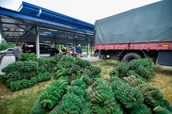 28 Jun 2021 | Isnin | Tenom - FAMA Sabah menjalankan aktiviti khidmat pemasaran di daerah Tenom dengan membuat belian lebih kurang 25 tan Pisang Sabah. Aktiviti ini dilaksanakan di tapak Pasar Tani Kekal (PTK) Tenom dan ianya dapat membantu lebih kurang 60 orang penanam Pisang Sabah di daerah tersebut.