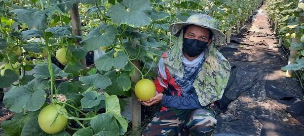 28 Jun 2021 | Isnin - Pemantauan & Pengaturan Pasaran di Projek Tanaman Melon Manis Terengganu di Kampung Telaga Daing, Kuala Nerus milik En. Shafik bin Ngah. Sebanyak 1,500 polibeg diusahakan dan jangkaan tuaian hasil pada 10 Julai 2021. Pihak FAMA telah berbincang dan menyediakan luang pasaran menerusi Jualan Terus Dari Ladang ( JTDL ) di outlet FAMA. Turut hadir En. Azhar Jamaludin, Timbalan Pengarah FAMA ( Operasi ) FAMA Negeri Terengganu, En. Abdul Ghani Zainal, KU Pemasaran dan Industri Makanan & En. Che Roshimi Che Othman, KU Kontrak Pemasaran.