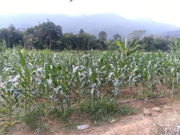 30 Jun 2021 | Rabu | Melaka - Lawatan & Khidmat Pemasaran ke ladang jagung manis 316 milik En. Lau Chee Hong di Jalan Jementah, Asahan oleh Pegawai FAMA Daerah Jasin & Ketua Unit Khidmat Pemasaran.